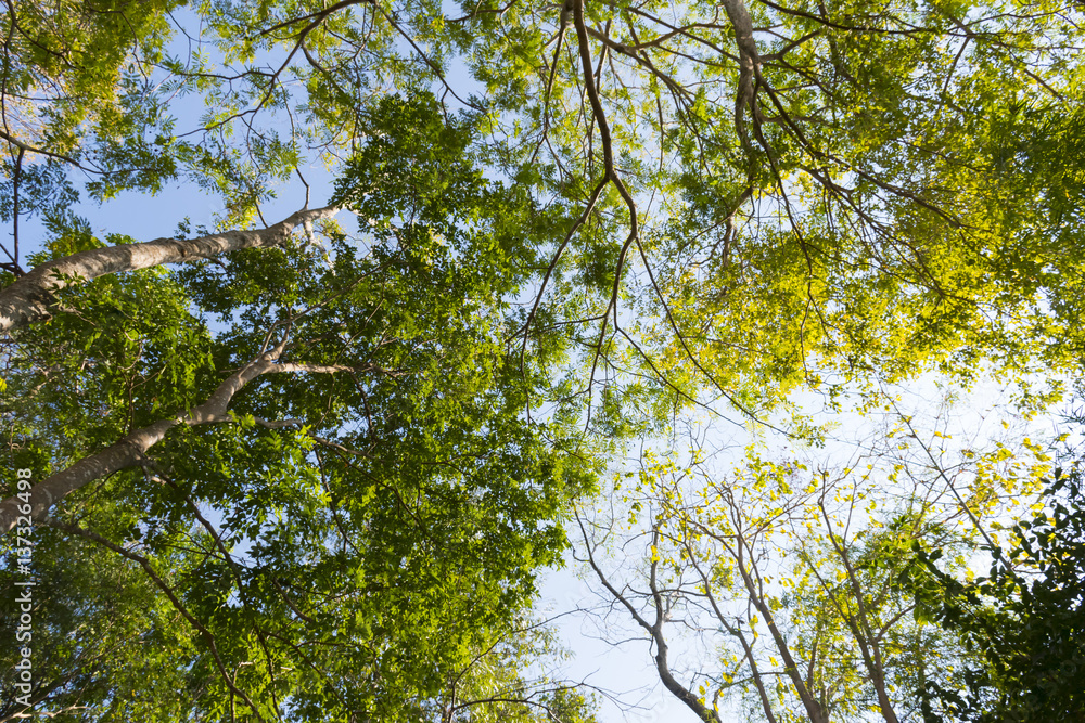 Obraz premium tree background