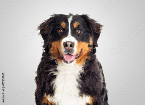 Bernese Mountain Dog