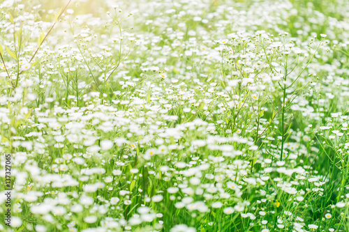Summer landscape with daisy flower meadow