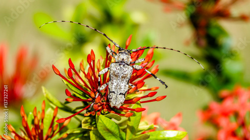 Tropical Insect