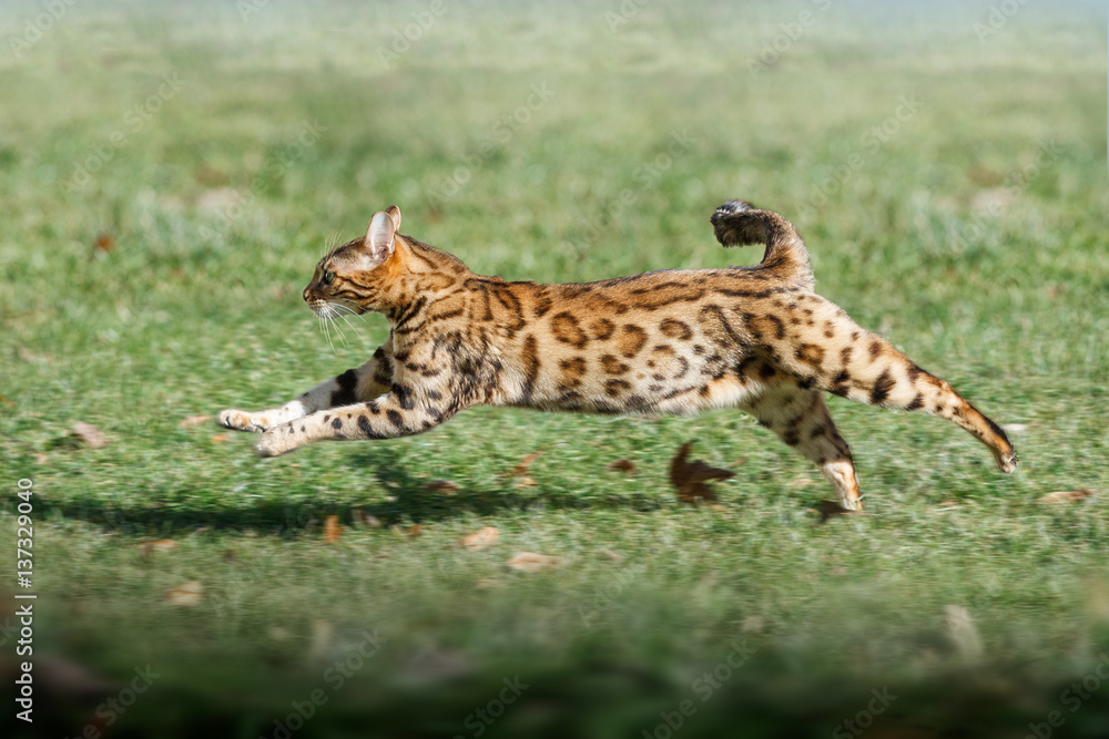 Obraz premium Bengal Cat running