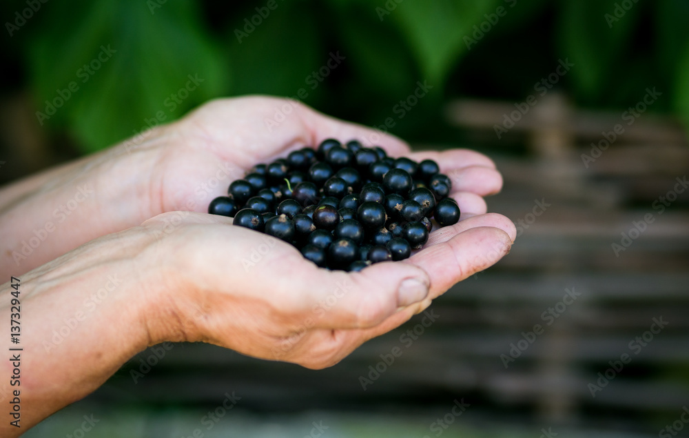 ripe tasty currant in women hands closeup,healthy eating, dieting, vegetarian food and people concept - close up of woman hands holding berries,fresh berries,Beauty with berry ripe tasty currant in women hands closeup,healthy eating, dieting, vegetarian food and people concept - close up of woman hands holding berries,fresh berries,Beauty with berry
