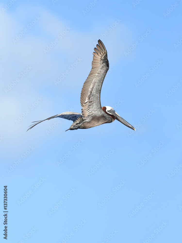 Obraz premium Pélican