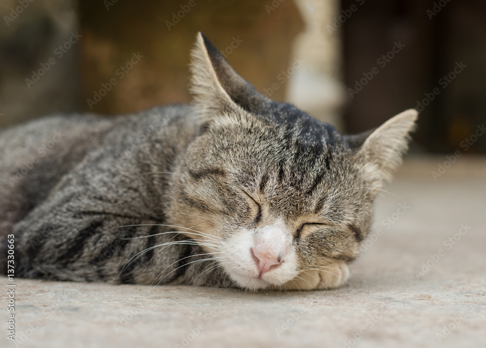 Thai cat sleeping Thai cat sleeping