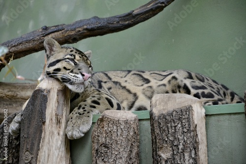 фотографія Details of a wild clouded leopard sleeping