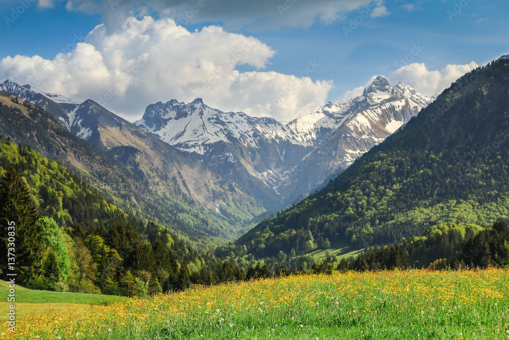 Flower meadow and snow covered mountains in spring.