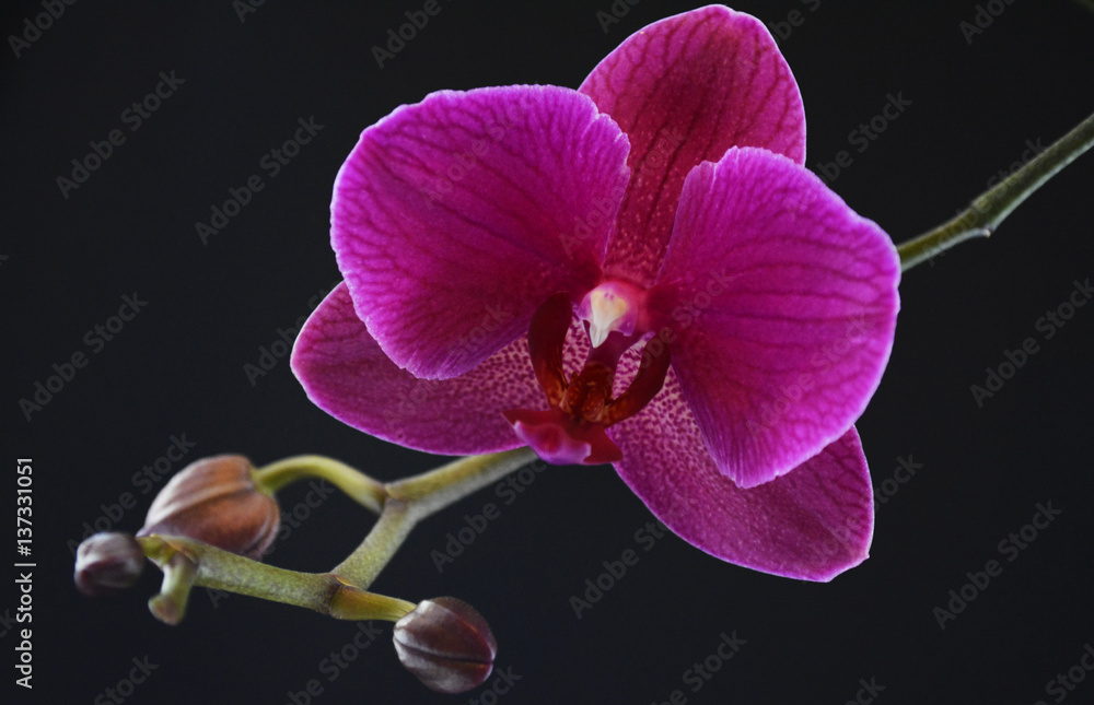 Obraz premium Orchid flower