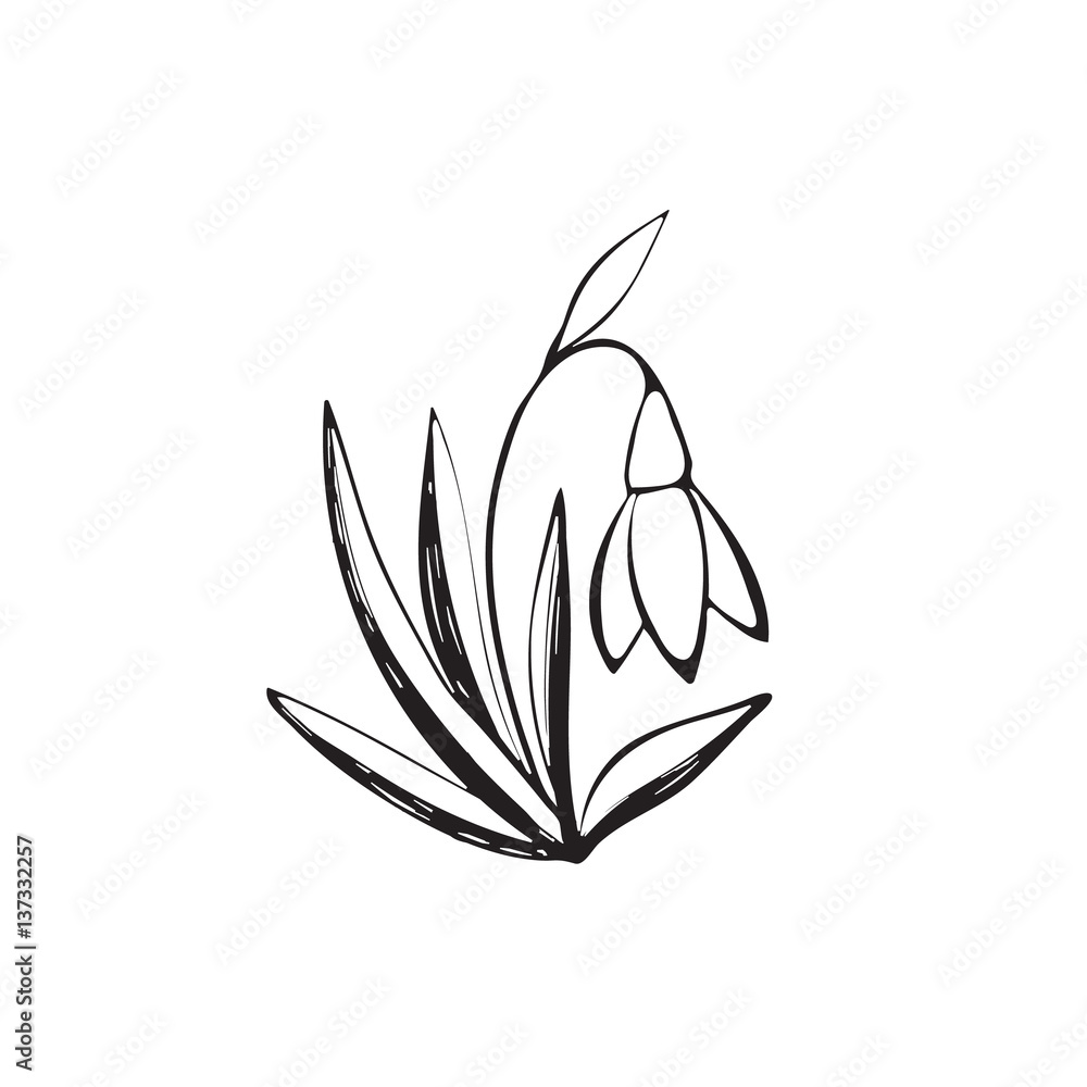 Hand drawn snowdrop symbol isolated on white background. Hand drawn snowdrop symbol isolated on white background.