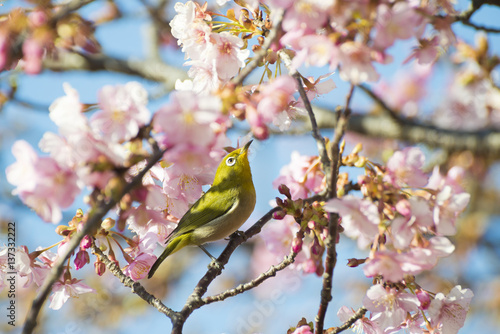 Mejiro, also called Japanese white-eye, and flowers of Kawazuzakura which is one of subspecies of cherry trees. 