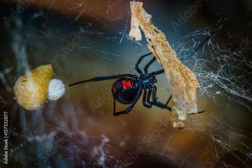 Black Widow Spider - Latrodectus mactans photo