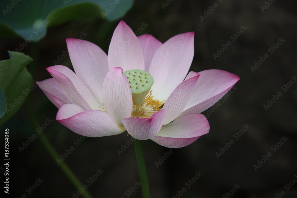 flower pink lotus nature