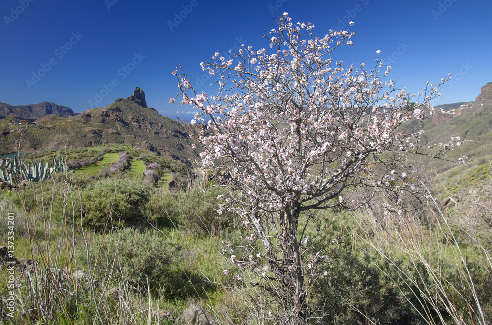 central Gran Canaria in February central Gran Canaria in February