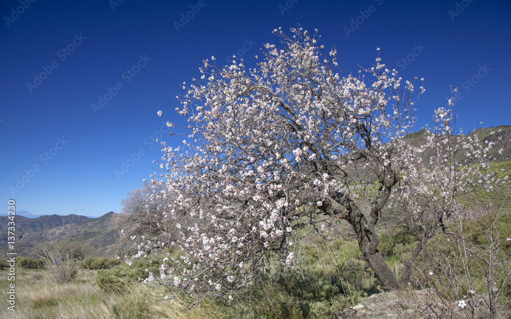central Gran Canaria in February central Gran Canaria in February