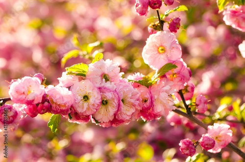 Prunus triloba blossoms.
