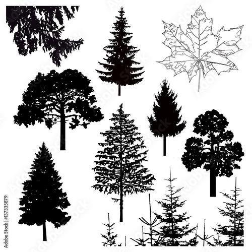 Image silhouette of different trees. Can be used as poster  badge  emblem  banner  icon  sign.