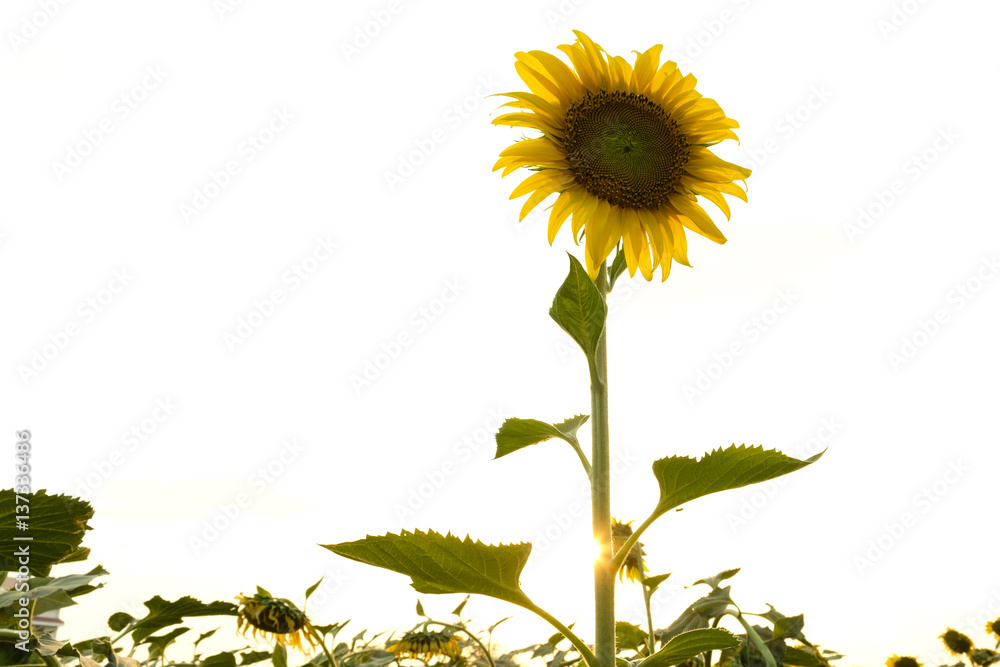 Fototapeta premium sun flowers