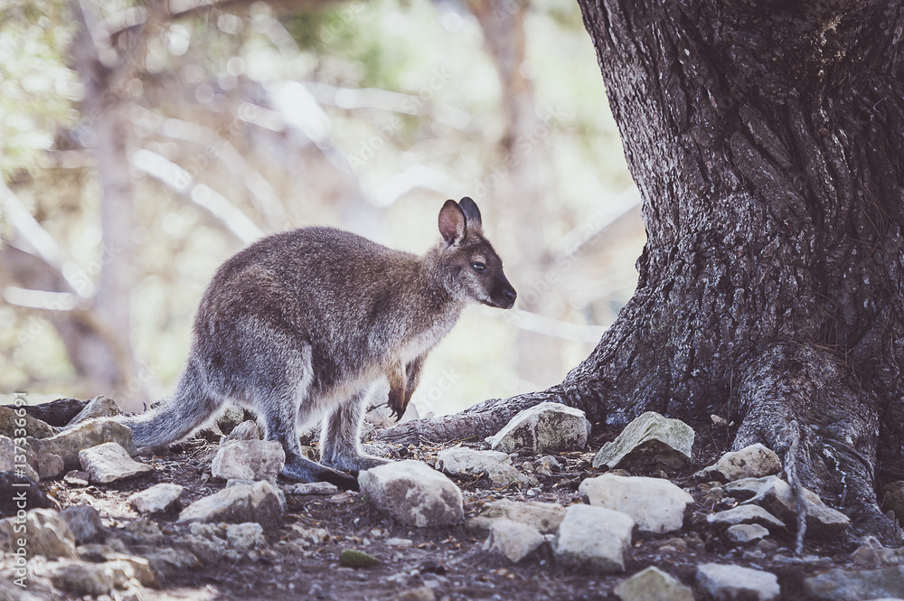 Obraz premium Wallaby de bennett