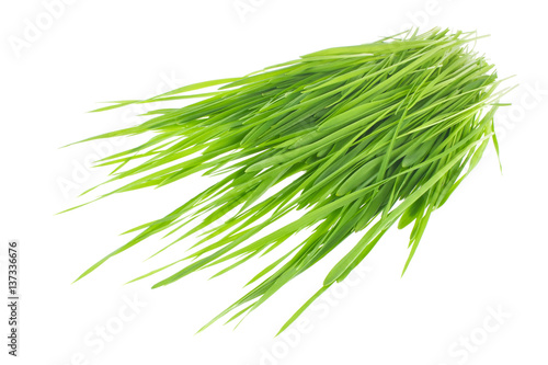 Green sprout of wheat and rye