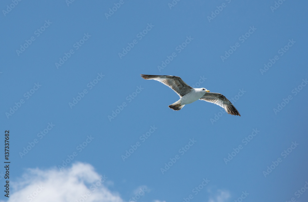 Obraz premium View on seagull