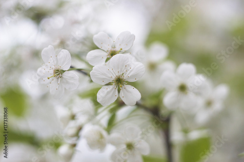  white flowers of cherry tree 