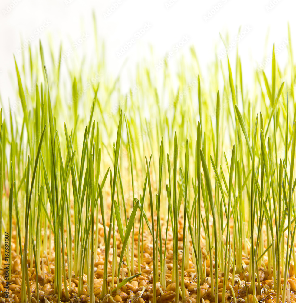 Fototapeta premium young green wheat grass