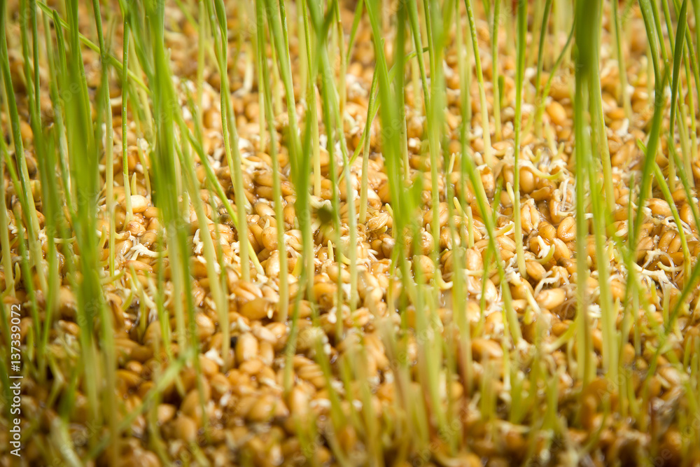 Obraz premium young green wheat grass
