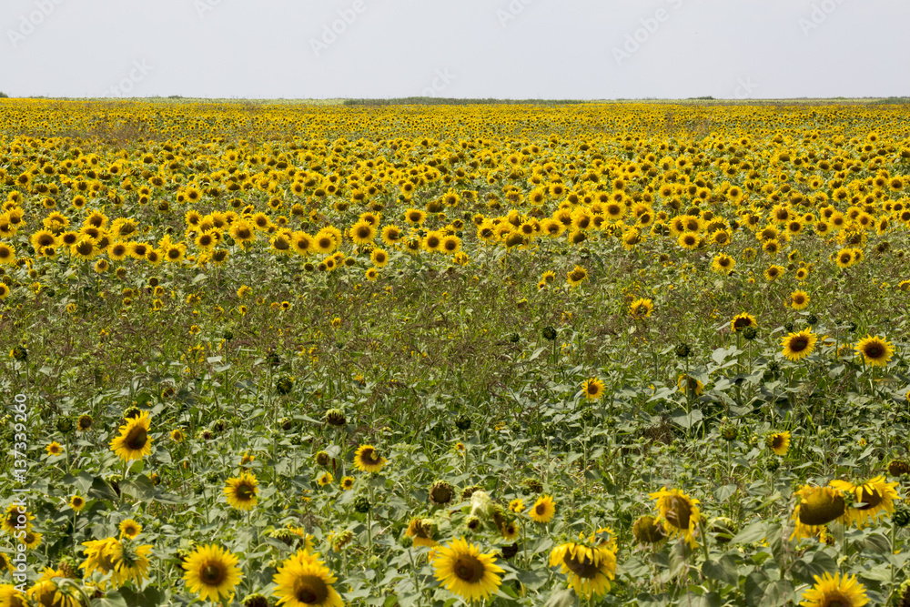 Naklejka premium Sonnenblumenfeld