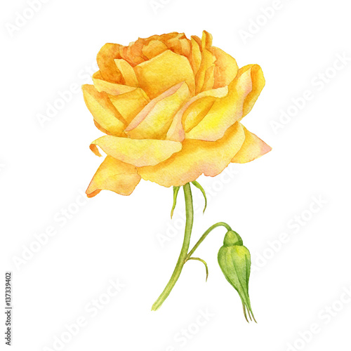 watercolor yellow rose