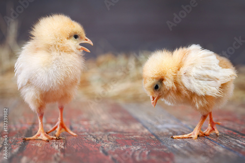 Billede på lærred Newborn Chicks. Orange Chicks in different poses