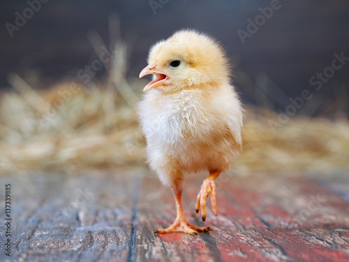 Fényképezés Chicken chick yellow. The beak is open, paw raised