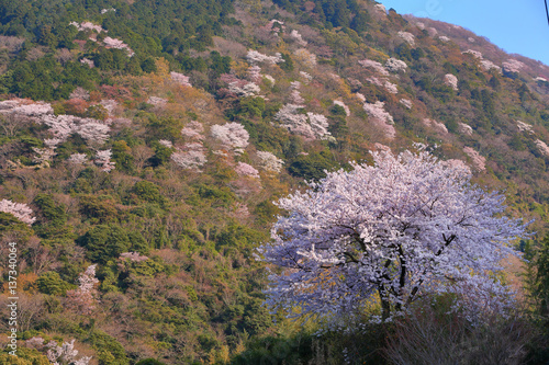 日本の風景-桜
