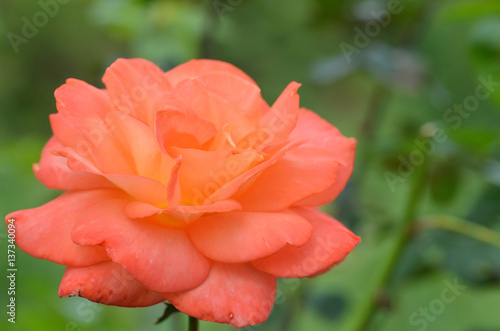Orange roses blooming in the garden