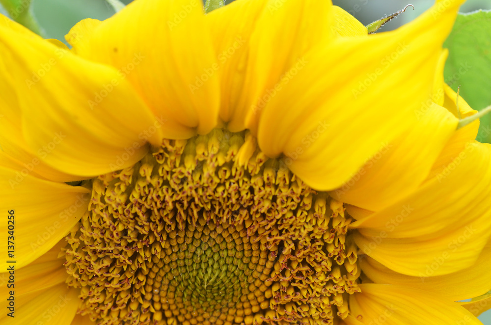 Funflower Close up of Sunflower Stock Photo | Adobe Stock