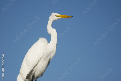 A Great Egret stands in front of a bright blue sky with its neck curved on a sunny day.