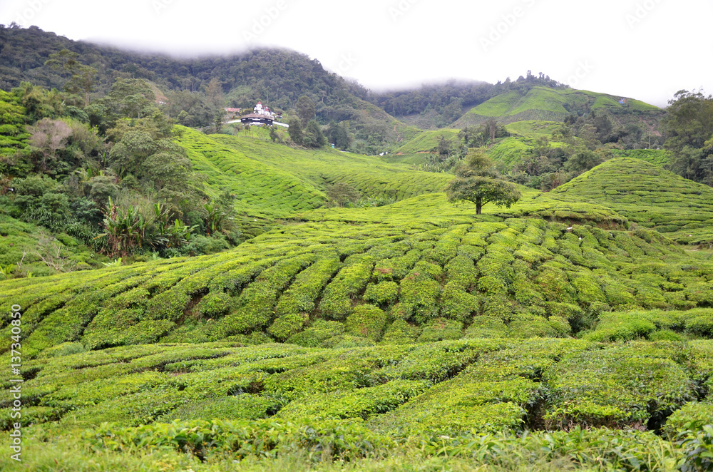 Tea Plantation in the Cameron Highlands in Malaysia