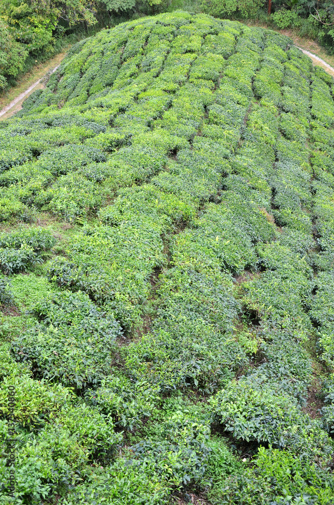 Tea plantation located in Cameron Highlands