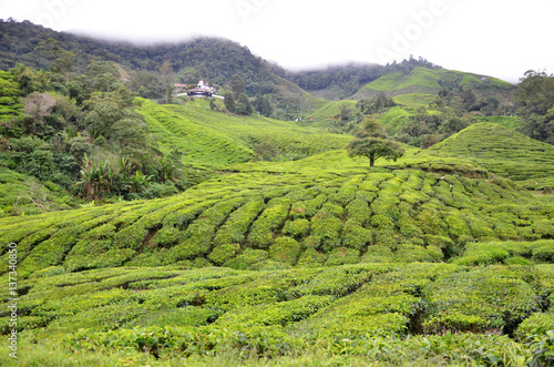 Tea Plantation in the Cameron Highlands in Malaysia © tang90246