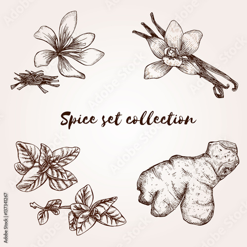 Hand drawn vanilla sticks, ginger root, saffron and oregano leaves.