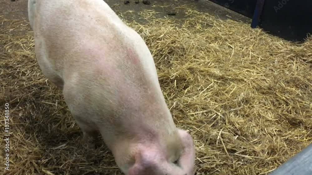 Pig walking over straw in pigsty and then trying to bite human hand when incognito person wanted to lure it sticking open palm inside Pig walking over straw in pigsty and then trying to bite human hand when incognito person wanted to lure it sticking open palm inside