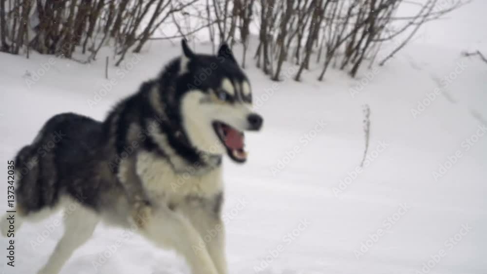 Husky playing in the snow Husky playing in the snow