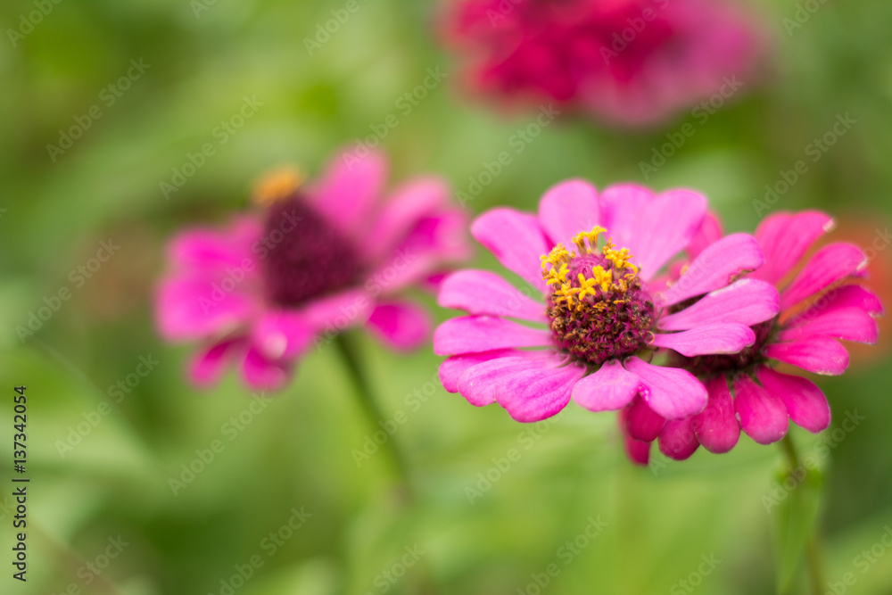 Pink flower of gerbera on garden. background concept. Pink flower of gerbera on garden. background concept.