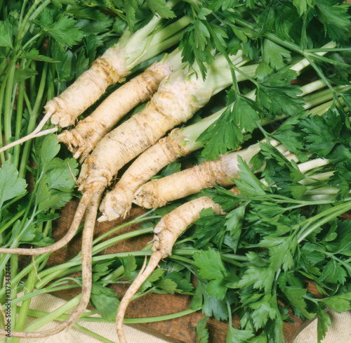 Parsley vegetable roots on green leaves