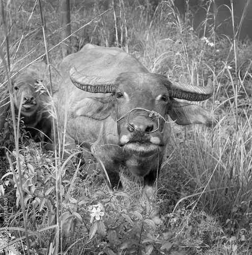 Cow Indonesia. Buffalo. Karbouw. Sumatra. photo