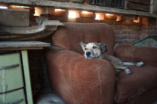 the dog dozes in his armchair, glancing away