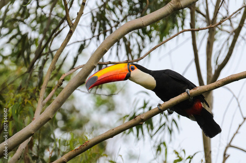 Toucan watching on a tree branch in the wild