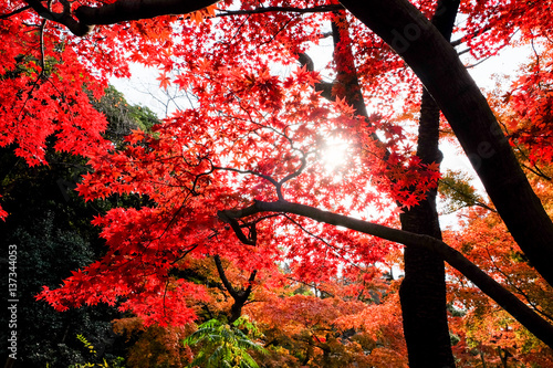 Autumn leaves in Sankeien Garden, Yokohama, Tokyo, Japan photo