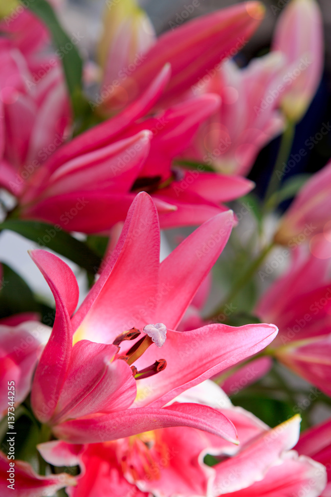 Pink lily in the garden .