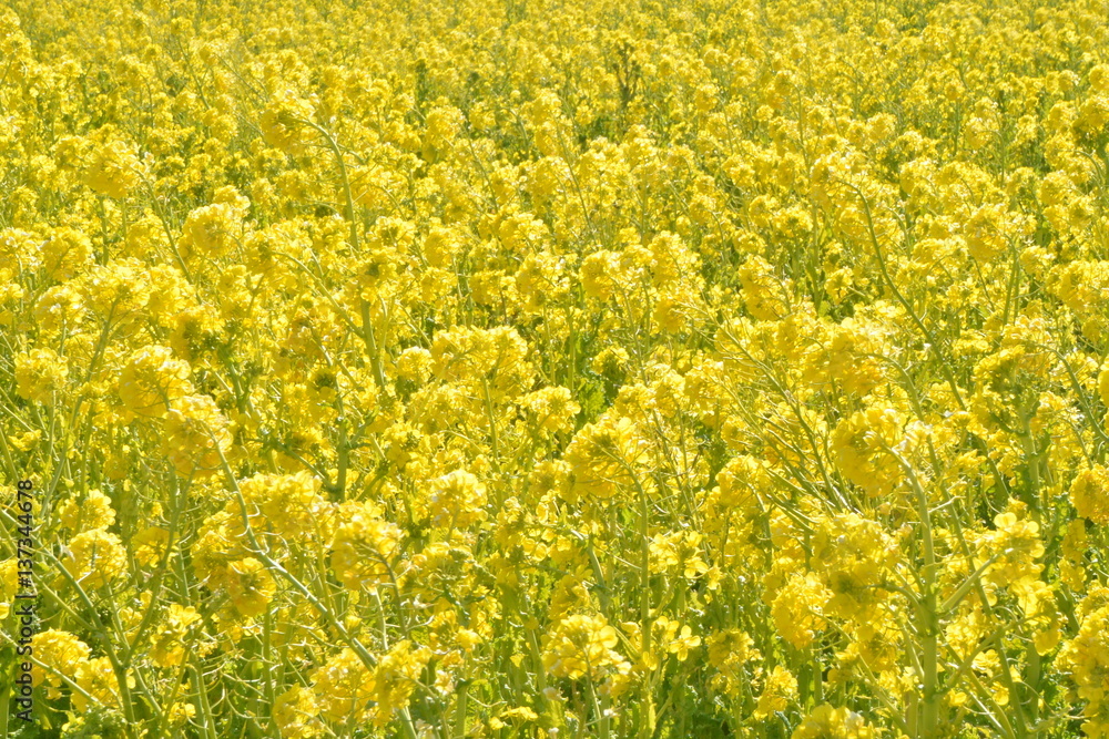 Obraz premium 一面の菜の花畑