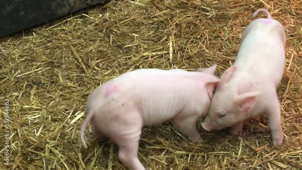 Little piglets play fighting
Little pink piglets fighting while playing inside pigsty over straw floor Little piglets play fighting
Little pink piglets fighting while playing inside pigsty over straw floor