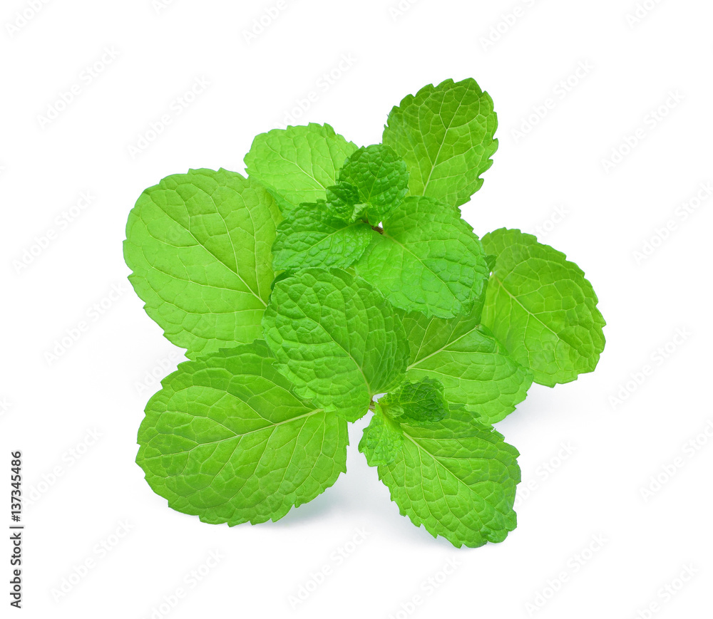 mint leaf on white background mint leaf on white background